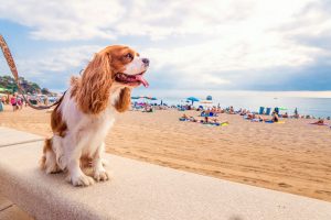 Pet Travel | International Pet Carrier | Jetpets | Holiday Checklist 