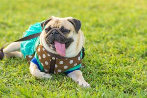 Melbourne Parks | Jetpets | Dog Transport | Dog Walking Parks