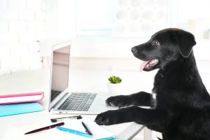 Clever young black retriever at the office table | Packing Checklist | Jetpets | Holiday Tips | Interstate Pet Transport by Road