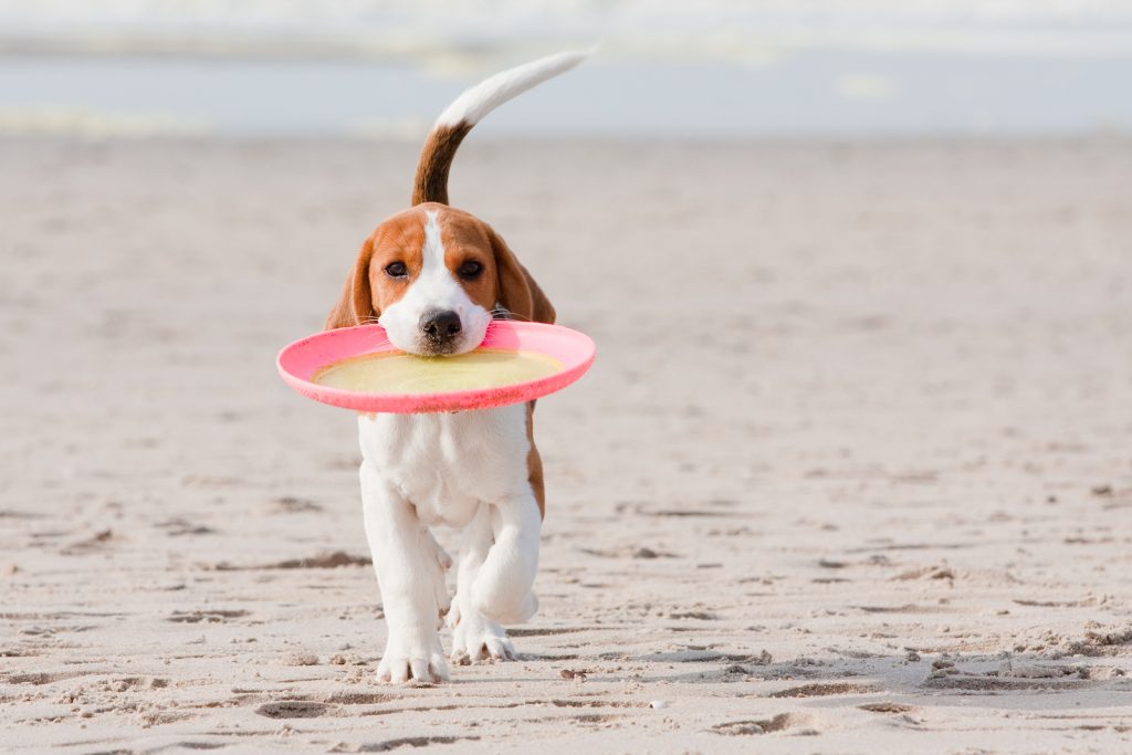 Beagle Puppy Playing | Great Ocean Road | Jetpets | Pet Transportation 