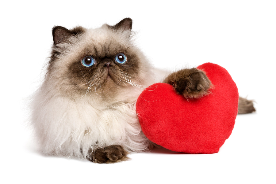 How to Get Your Pet Involved in Valentine’s Day | Valentine's Day | Jetpets | Cat | Pet Transport QLD