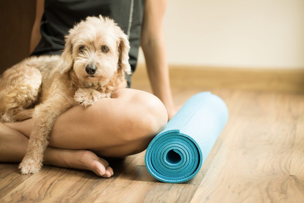 Pet Friendly Exercises | Pet Tips | Helpful Hints | Jetpets | Pet Movers 