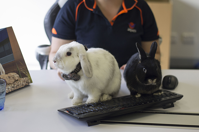 Rabbits | Jetpets | Behind the Scenes | In the Office | Flying Animals