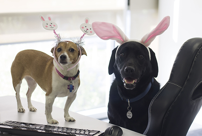 Easter Fun | Easter | Pets | Helpful Hints | Jetpets