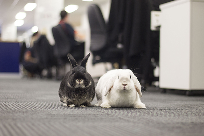 Rabbits | Jetpets | Behind the Scenes | In the Office | Flying Animals