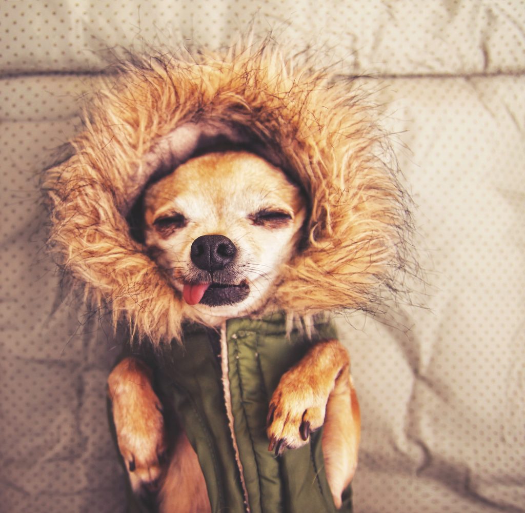 Cool weather tips | Jetpets | Keeping Pets Happy | Pet Imports