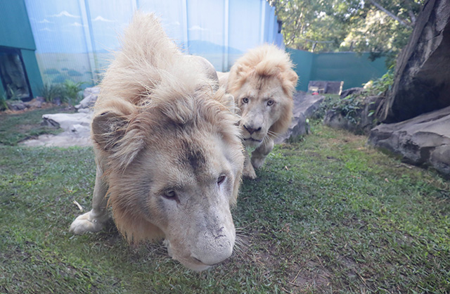 Dreamworld | Jetpets | Holden and Kimba | White Lions