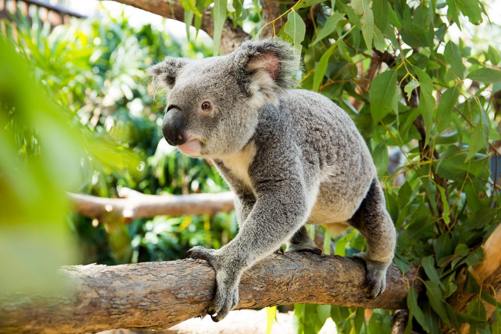 Koala | Animal Moves | Jetpets | Hamilton Island 