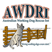 Pet Transport Melbourne | Dog Transport | Australian Working Dog Rescue | Jetpets News