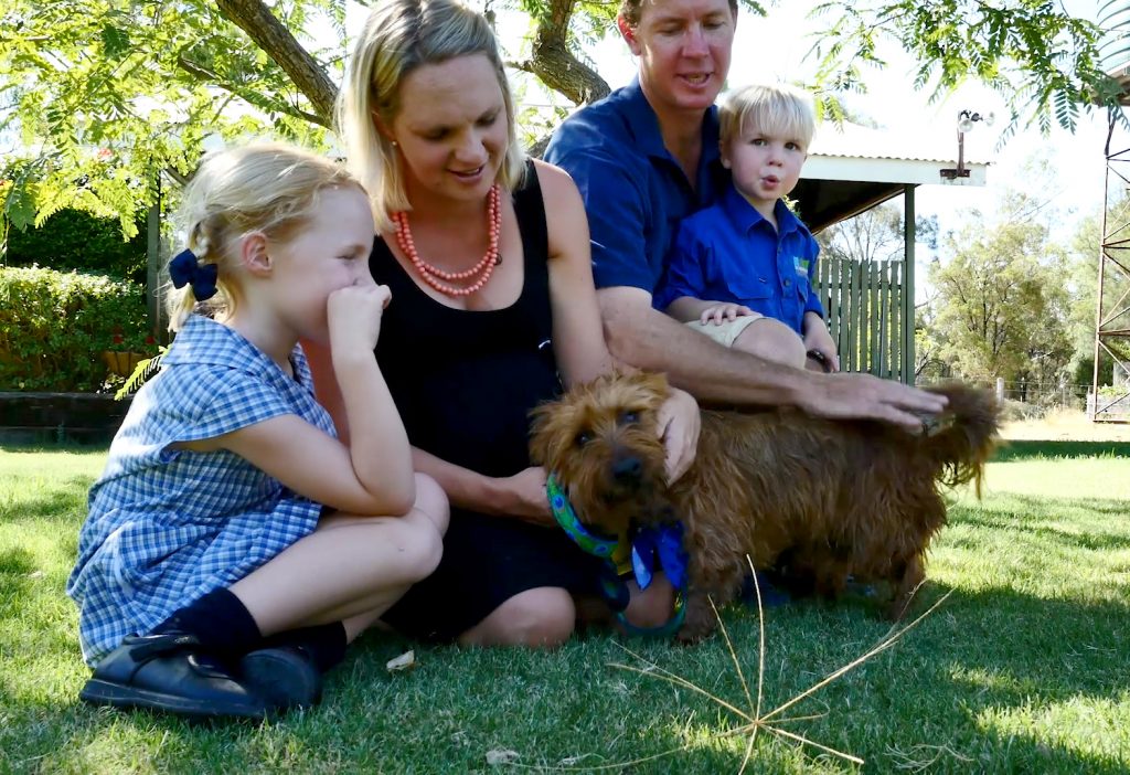 Rusty The Hitchhiking Terrier Returns Home with Jetpets | | Pet Transport Australia 