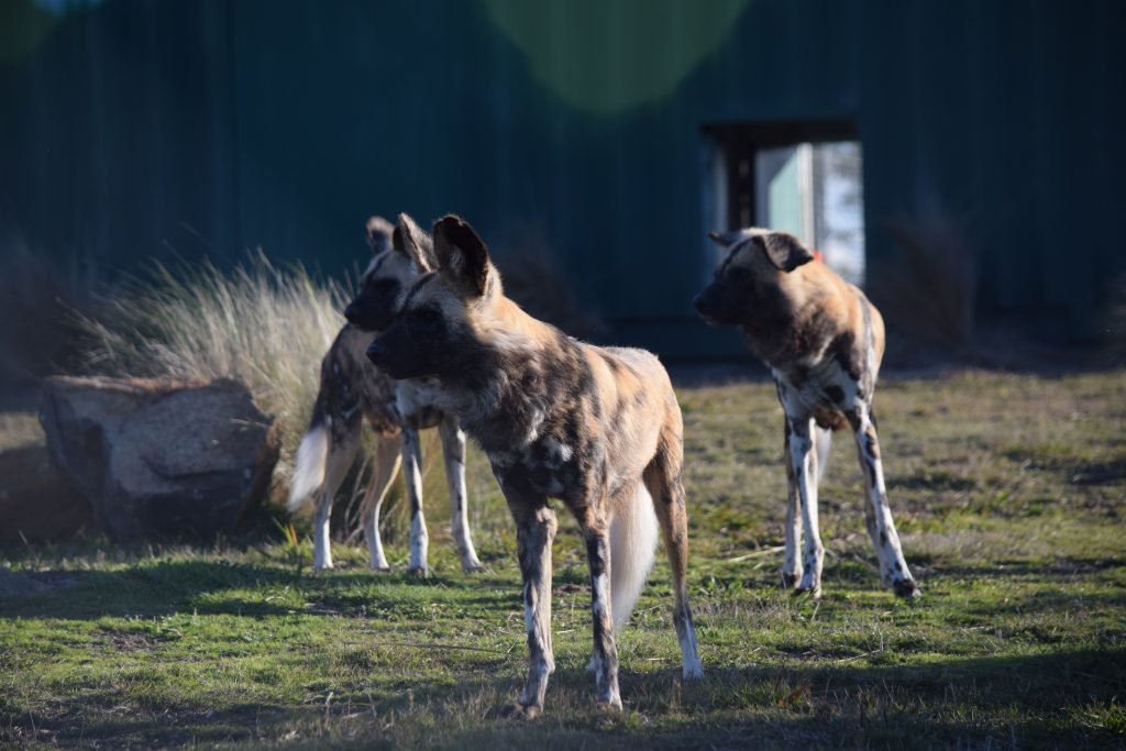 African Painted Dogs | Jetpets | Flying Animals | Dog Transport | Pets International 