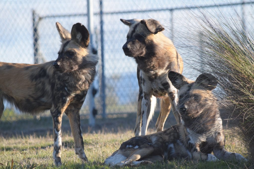 African Painted Dogs | Jetpets | Flying Animals | Dog Transport | Pets International 