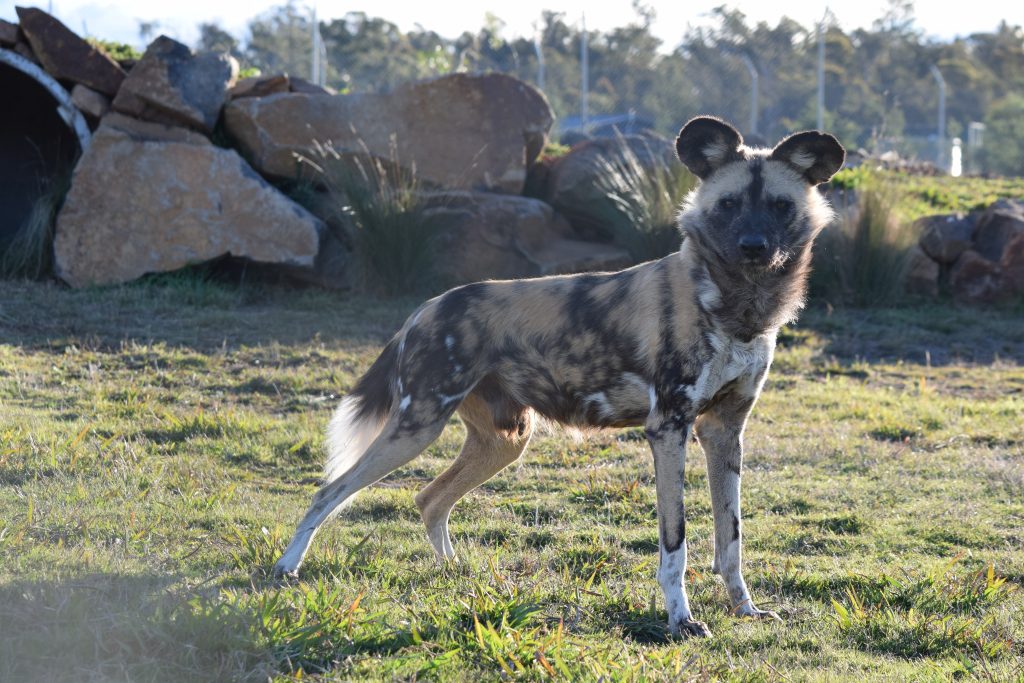African Painted Dogs | Jetpets | Flying Animals | Dog Transport | Pets International 
