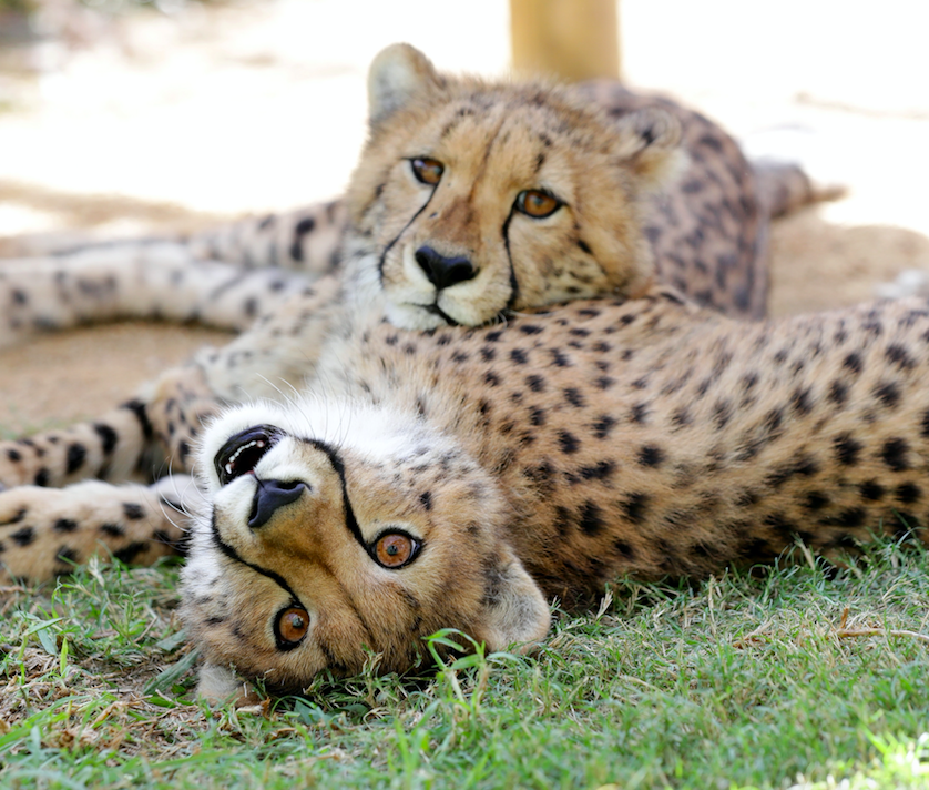 Jetpets assists in the establishment of new Cheetah Breeding Program in  Sydney - Jetpets AU Pet Travel Consultants