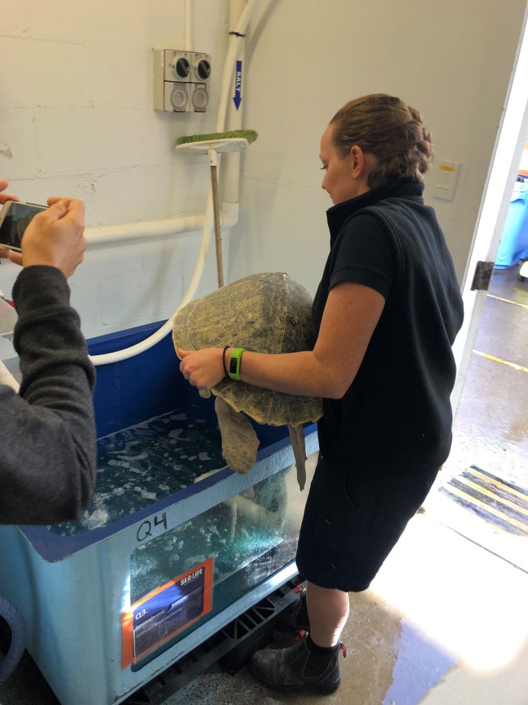 Extra Virgin Is placed in to her rehabilitation tank after her journey