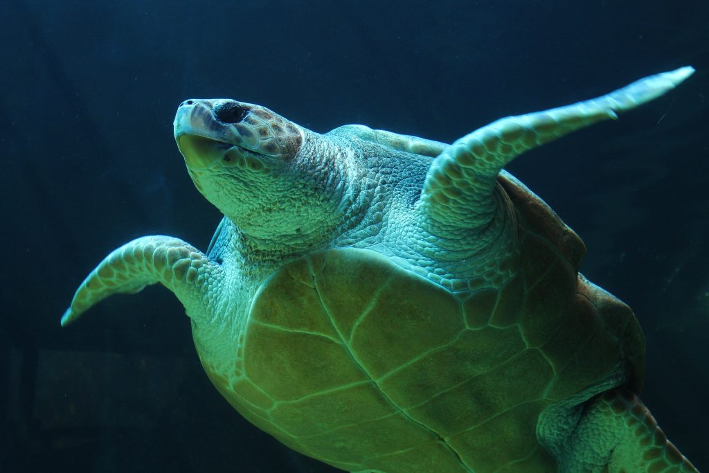 Jetpets assists in Olive Ridley Sea Turtle rehabilitation program