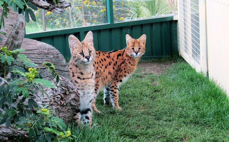 Serval enclosure deals