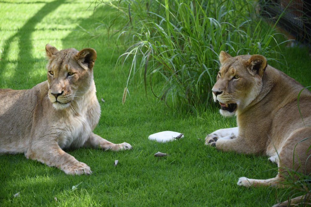 How do you transport two Lionesses from one side of Australia to the other? | Jetpets | Zoo Moves | Safe Pet Transport | International Pet Carrier