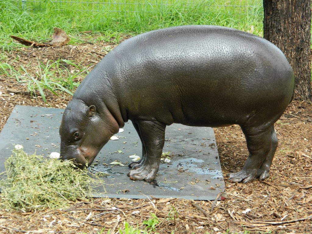 Pygmy Hippo | Zoo Moves | Jetpets | Global Pet Travel