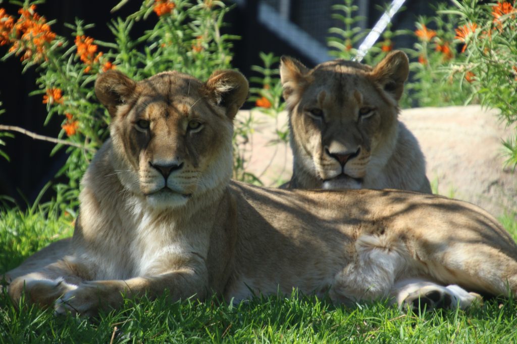 How do you transport two Lionesses from one side of Australia to the other? | Jetpets | Zoo Moves | Safe Pet Transport | International Pet Carrier