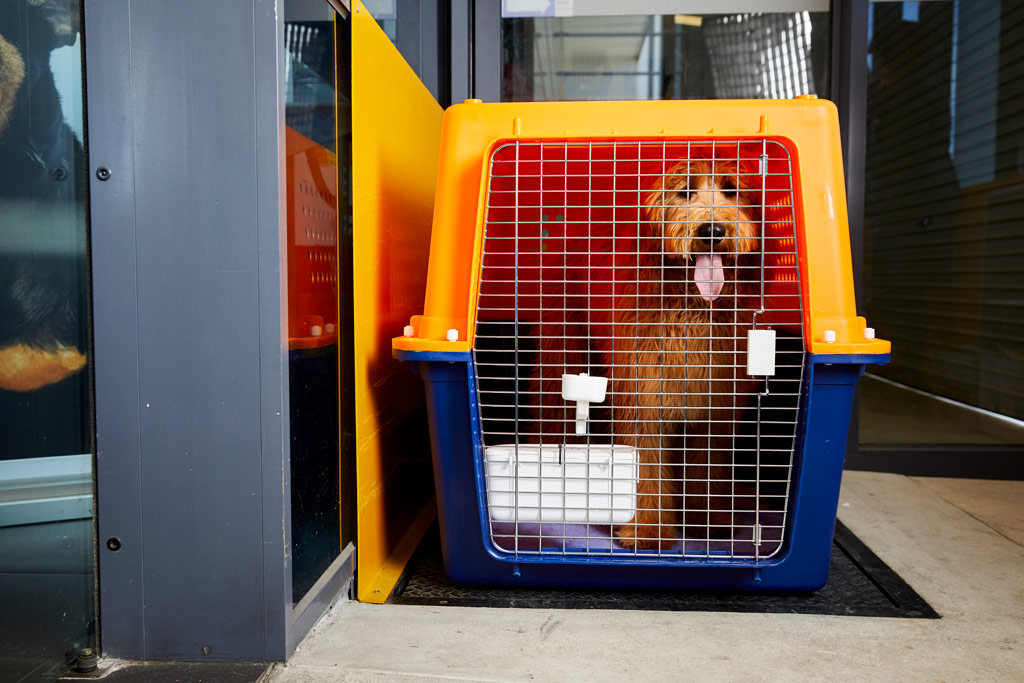 air travel pet carrier