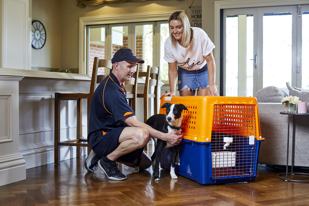 How Long Does A Dog Need To Be Quarantined In England