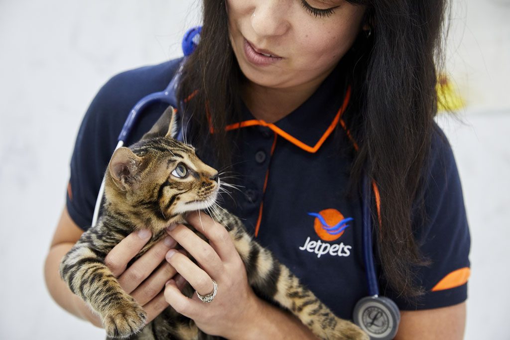 International Pet Transport to Japan Jetpets AU