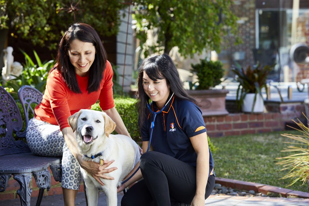 dog travel jetstar