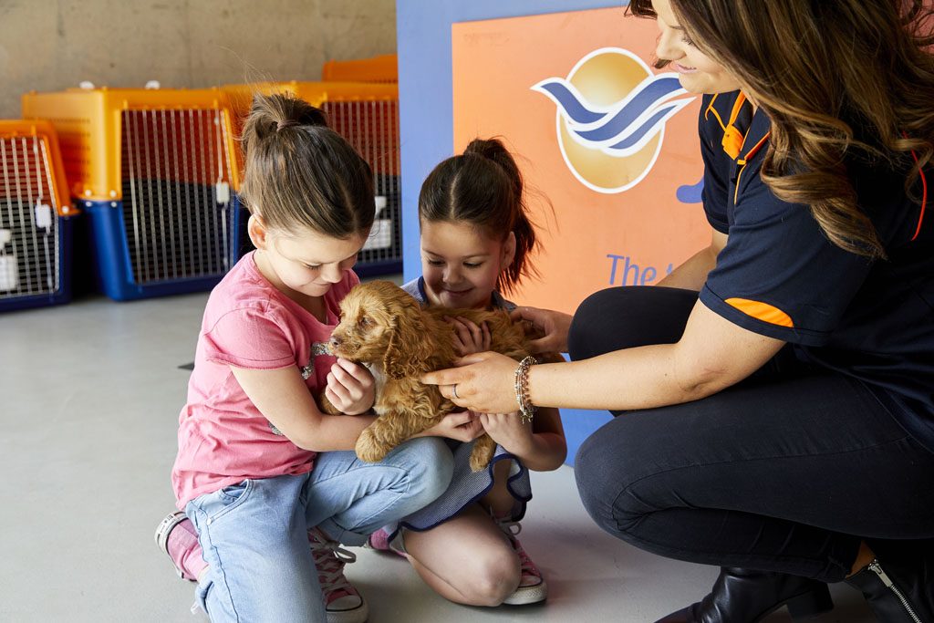 International Pet Transport to Europe Jetpets AU