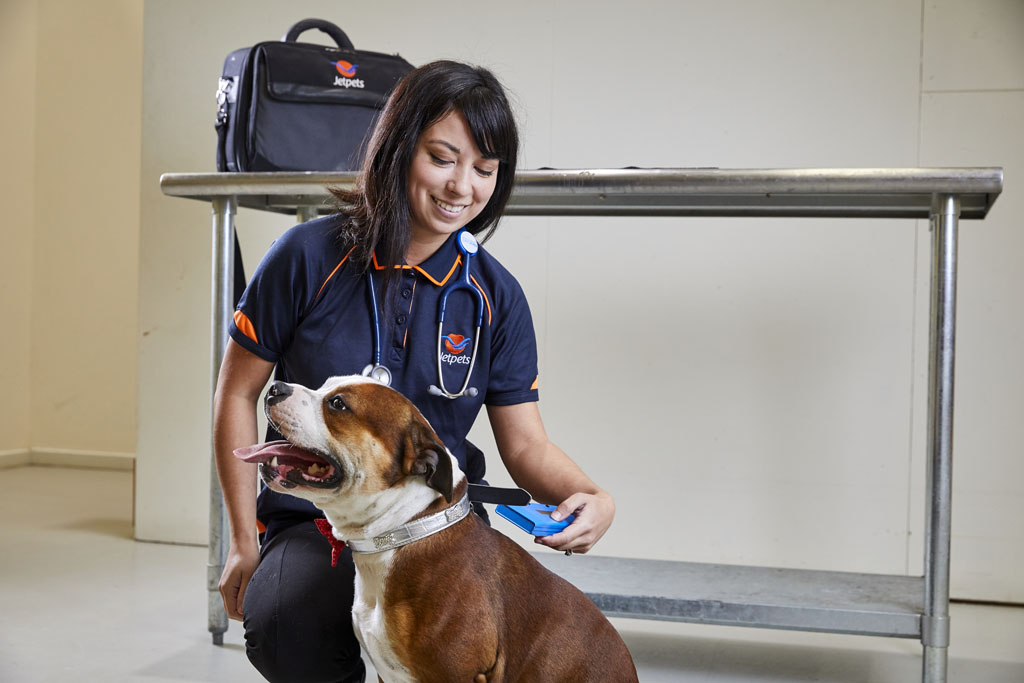 International Pet Transport To Canada - Jetpets AU International Pet Transport To Canada - Jetpets AU
