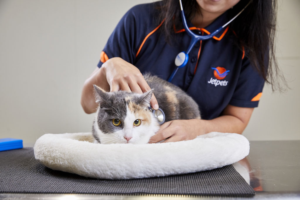 International Pet Transport Services To New Zealand Jetpets AU