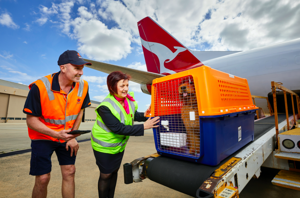 Behind the Scenes | Pet travel | Airport Process | How to Transport Dogs Internationally | Pet Movers | International Pet Transport