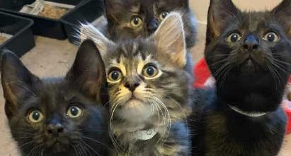 3 Little Kittens Awwww Cute Lil Noses Kittens Cutest Cats And Kittens Cute Cats