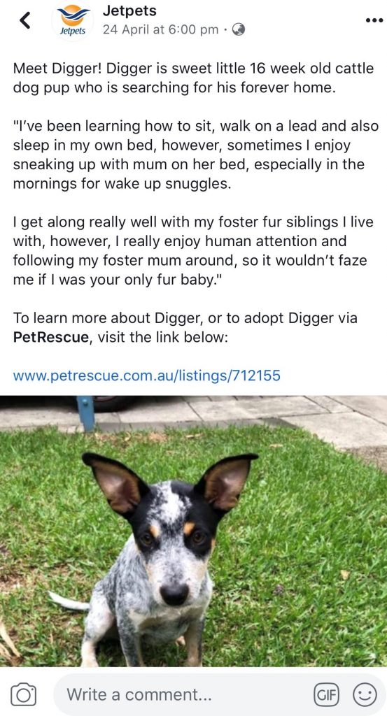 Jetpets | Adopting Digger | Pet Rescue 