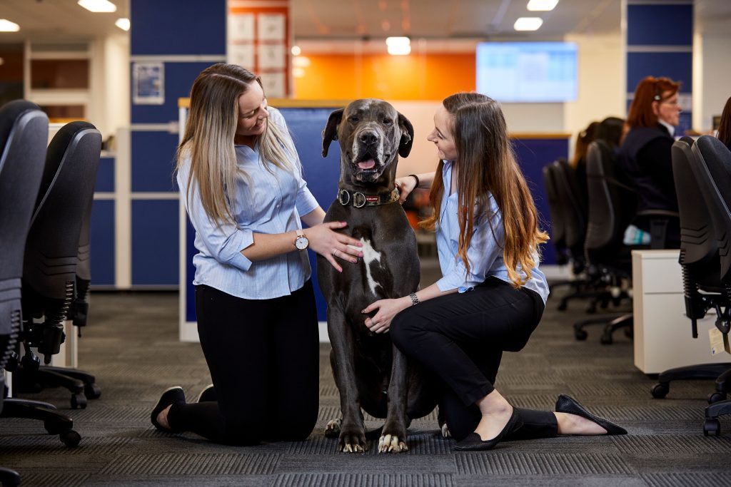 dog-friendly office jetpets