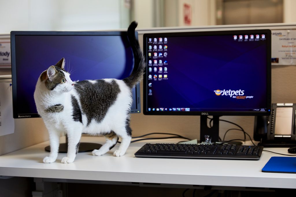 cat-friendly workplace