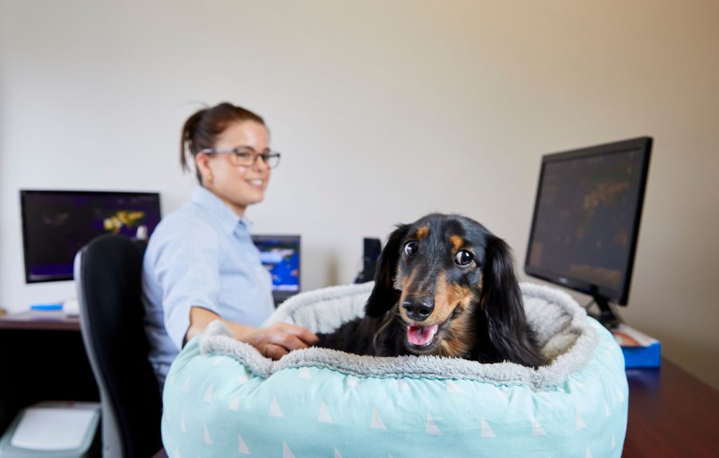 dog-friendly workplace