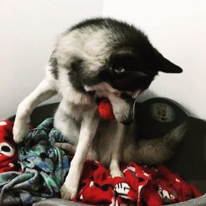 logan pet update