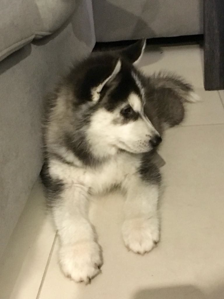 logan puppy