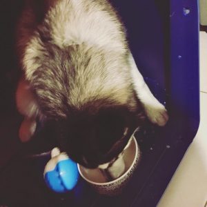 logan crate training