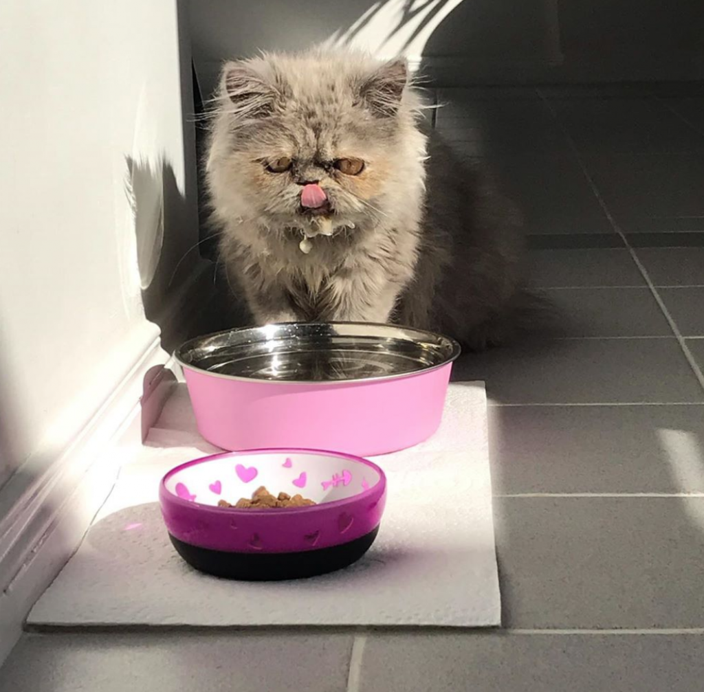 cat eating