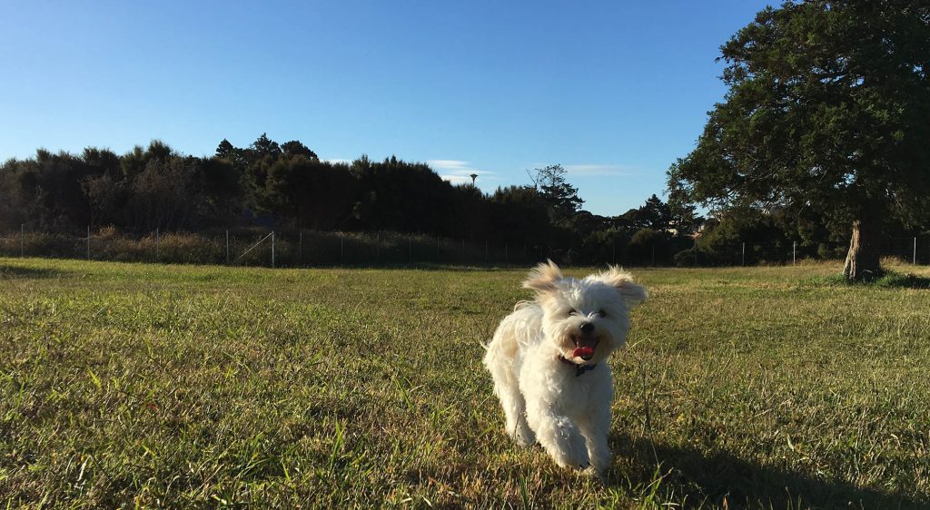 bomb point hobsonville dog friendly auckland