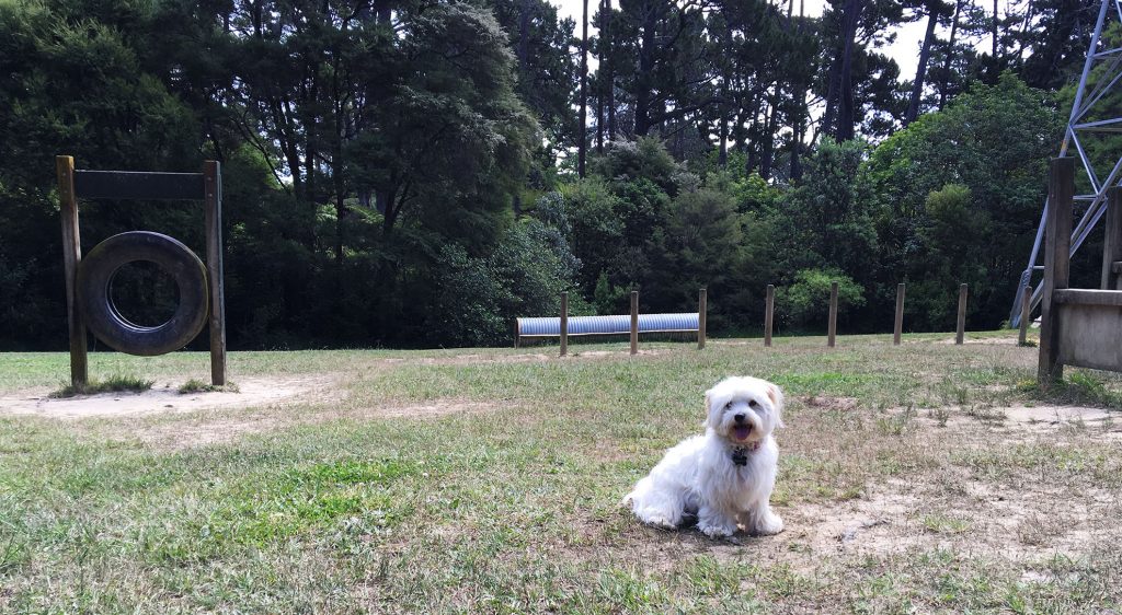 dog friendly craigavon park auckland