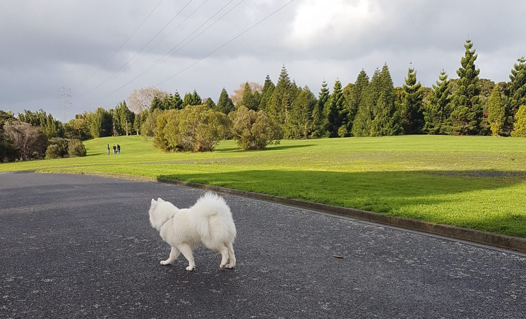 auckland botanic gardens dog friendly