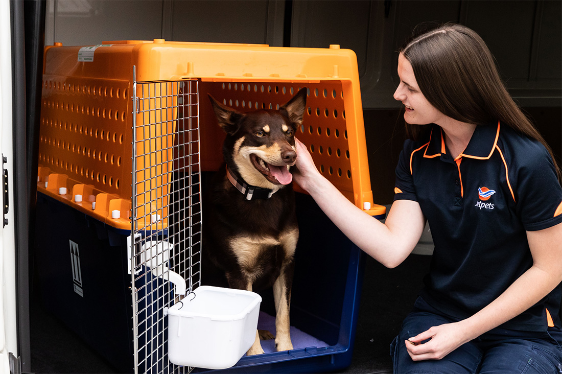 How Does Dog Shipping Work