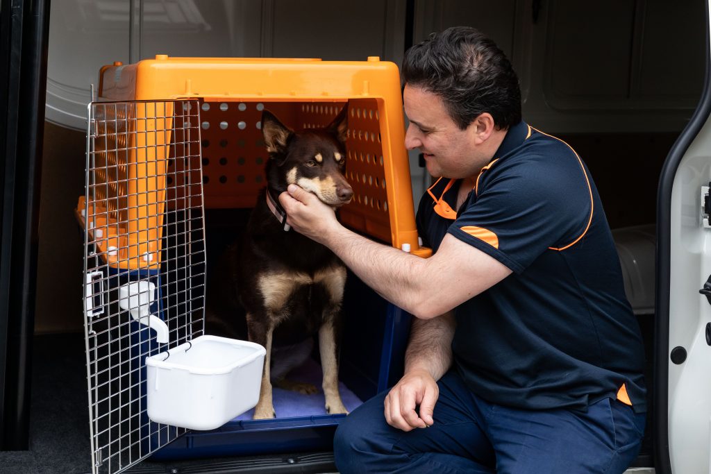 pet transport