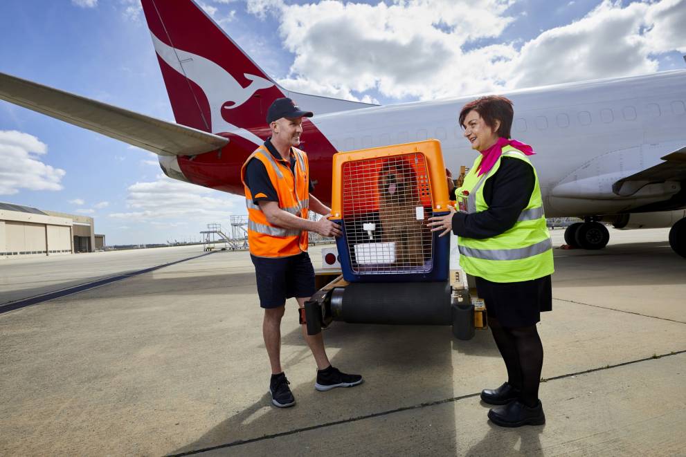 Domestic Overseas Pet Travel Services Jetpets Au