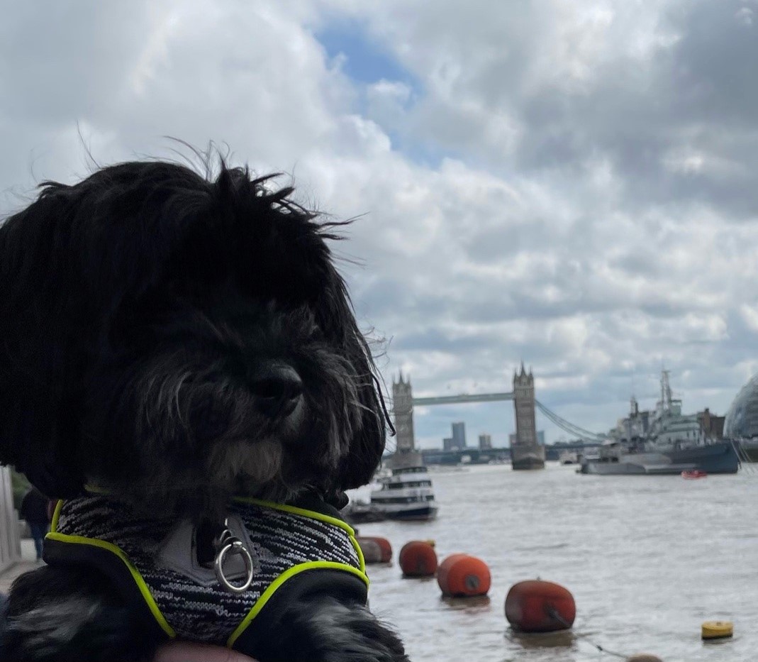 How Long Does A Dog Need To Be Quarantined In England