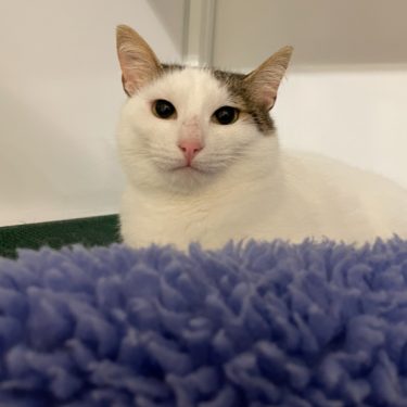 cat transport interstate