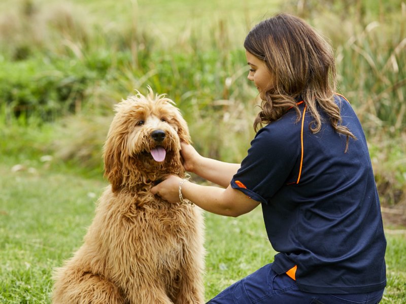 Our Resident Vets & Pet Handlers Jetpets AU